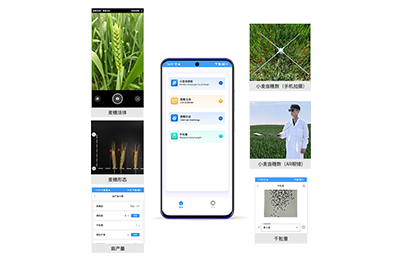 圣安多尼堂区小麦亩穗数分析仪IN-XM02